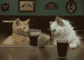 Happy Hour Cat GIF by Hunt Adkins