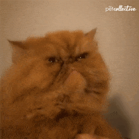 Angry Cat GIF by memecandy - Find & Share on GIPHY