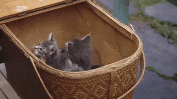 lavraienature cat cats kitty adorable GIF