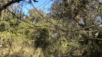 Florida GIF