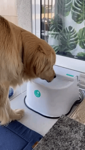 weasy GIF