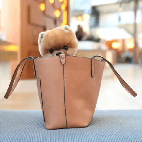 Dog Bag GIF by Jiffpom - Find & Share on GIPHY