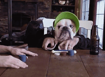 Your top 5 canine enrichment games with your dog content media