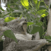 200w.gif