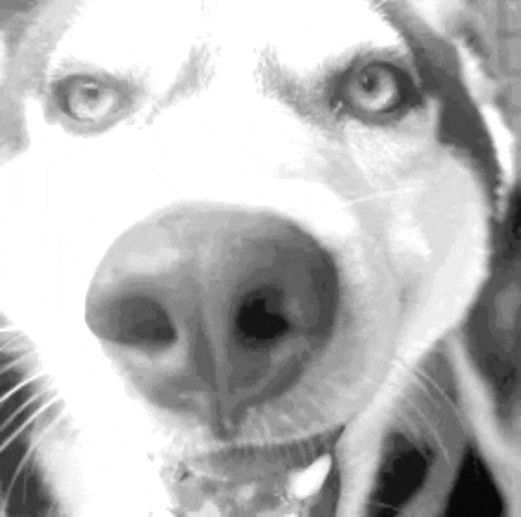Dog GIF