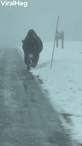 Bison Walks Down Snowy Road In Yellowstone GIF by ViralHog