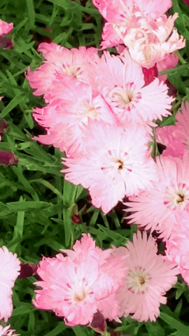 Summer Pink GIF