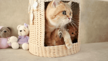 Kittens GIF
