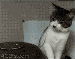 cat animals slaps cat slaps humidifier GIF