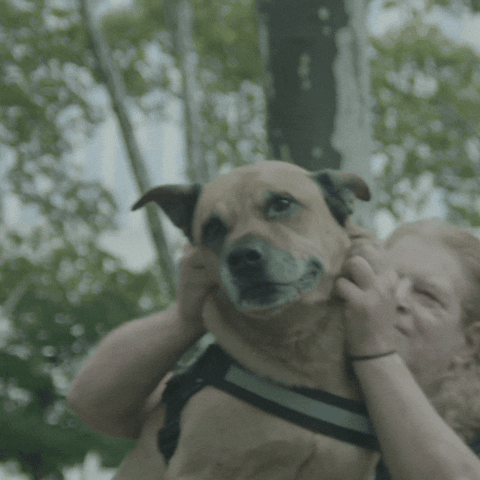 PAWS NY GIF