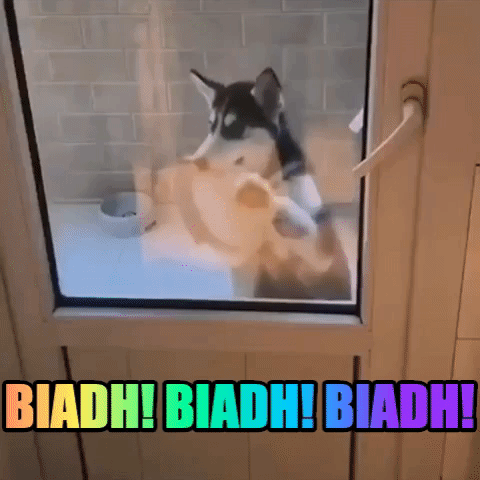 Dance Dancing GIF