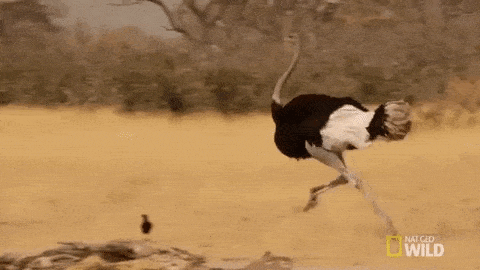 giphy-downsized.gif