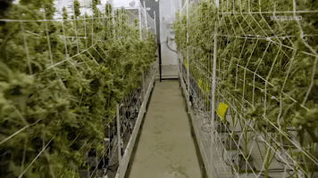 4-20 Weed GIF by MOST EXPENSIVEST