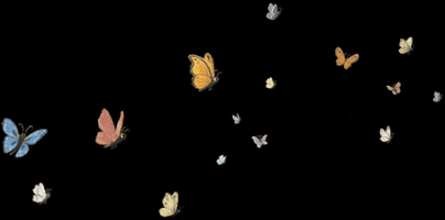Schmetterlinge GIF by Jupitermond Verlag