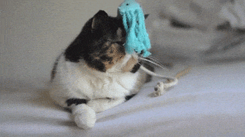 pudge GIF by Internet Cat Video Festival