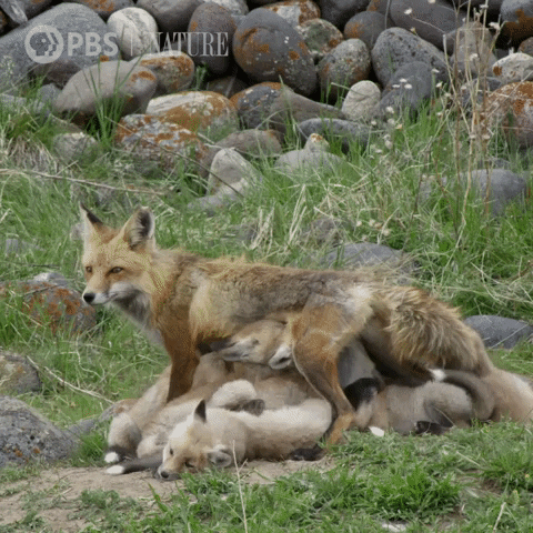 Mothering Pbs Nature GIF by Nature on PBS