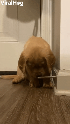 Playful Puppy Fascinated By Doorstop GIF by ViralHog