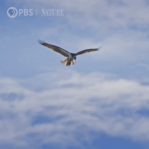 Flying Wild Animals GIF by Nature on PBS - Find & Share on GIPHY