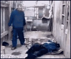 https://media4.giphy.com/media/i6wvGzYBQRddK/200.webp?cid=ecf05e47d1a9lltgn4h4jg6lryxm3gmssrtmp14owuh52jtj&ep=v1_gifs_related&rid=200.webp&ct=g