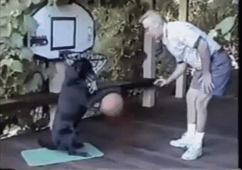 Basketball Dogs GIF - Find & Share on GIPHY