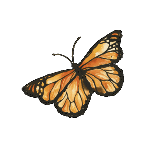 Butterfly Abu Sticker by Gracelaced