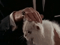 Markai Cat Russia GIF - Markai Cat Russia Country Humans