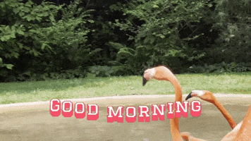 Good Morning Zoo GIF