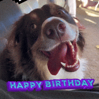 Birthday-dog GIFs - Get the best GIF on GIPHY