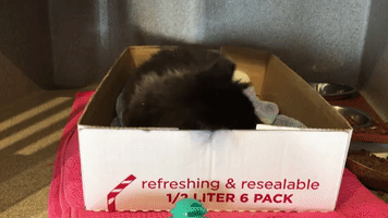 GIF by Humane Rescue Alliance