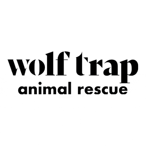 wolftrapanimalrescue cats dogs pets puppies GIF
