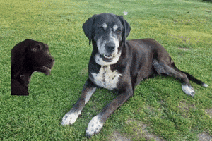 Dog GIF
