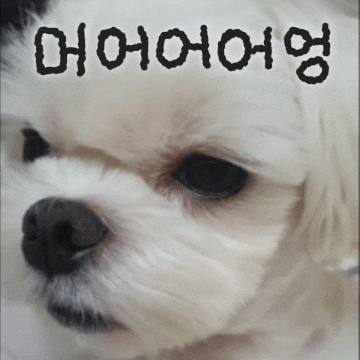 Puppy GIF