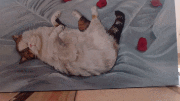 Gato GIF