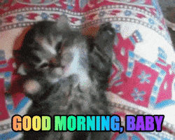 Good Morning Baby Kitten GIF by MOODMAN