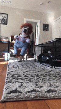 Dog-in-halloween-costume GIFs - Get the best GIF on GIPHY