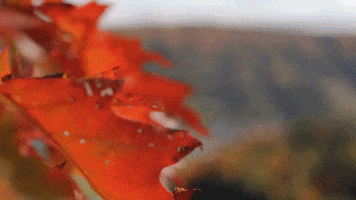 les Sommets GIF
