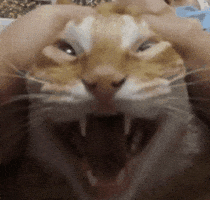 Crazycat GIF