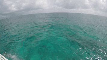 Travel GIF