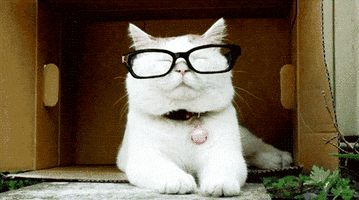 cat glasses GIF