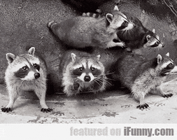 House of Bandits GIF