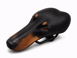 Dog Doberman GIF