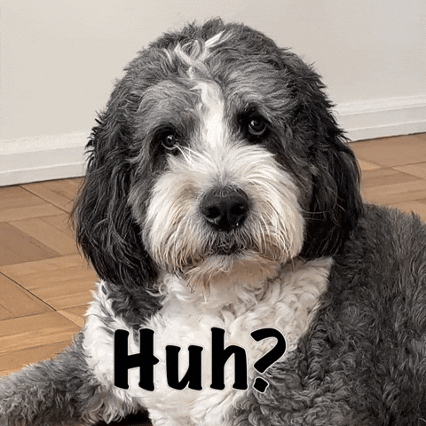 Cute Dog What GIF