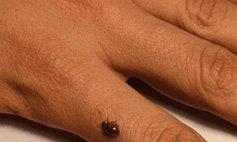 InsectCop bug insect ladybug beetle GIF