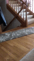 Cat And Dog Fight GIF by JustViral.Net