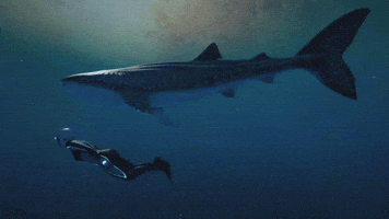 Whale Shark Dive GIF by Beyond Blue
