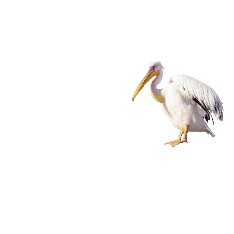 Mykonoslivetv Sticker