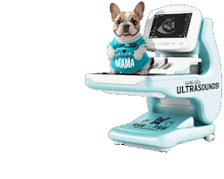Ultrasound Breeder Sticker by Raw And Paw Co