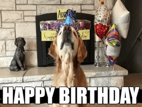 Happy-birthday-dogs GIFs - Get the best GIF on GIPHY