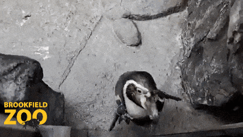 You Shall Not Pass Oh Hello GIF by Brookfield Zoo