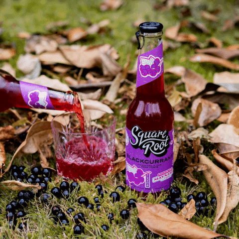 Autumn Blackcurrant GIF by Square Root Soda
